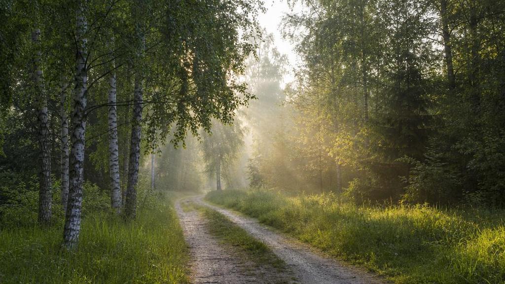 Лесная тропинка в туманное утро - путь к пониманию